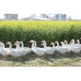 Dorbena Ganzjahres-Daunenduvet CAMELIA PRO Gänsedaunen